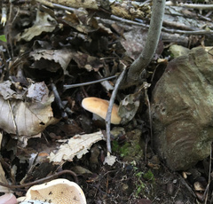 Hydnum subolympicum
