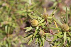 Leucadendron pondoense