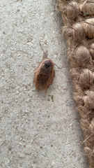 Hemelytroblatta ebneri