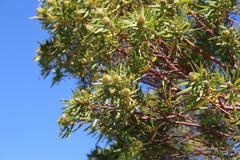 Leucadendron pondoense