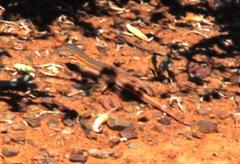 Pedioplanis burchelli