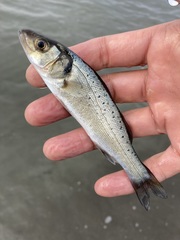 Dicentrarchus labrax