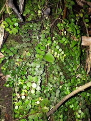 Metrosideros perforata