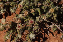 Drosanthemum eburneum