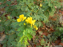 Senna auriculata