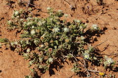 Drosanthemum eburneum