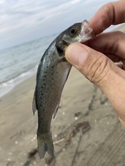Dicentrarchus labrax