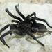 Elizabethfontein Baboon Spider - Photo (c) jeffreymichaelg, some rights reserved (CC BY-NC), uploaded by jeffreymichaelg