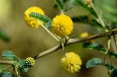 Vachellia tortuosa