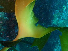 Laminaria pallida
