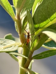 Zelus renardii