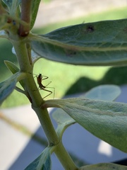Zelus renardii