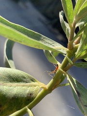 Zelus renardii