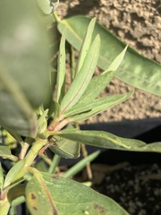 Zelus renardii