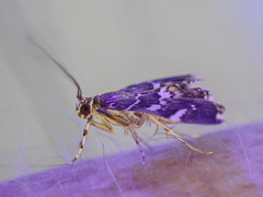 Hymenia