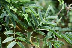 Vachellia tortuosa