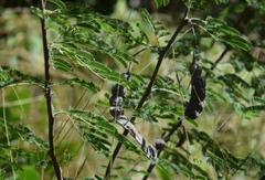 Vachellia tortuosa