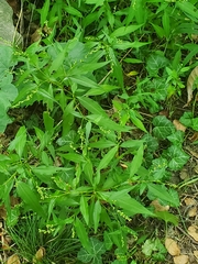 Persicaria barbata