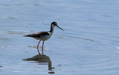 Himantopus mexicanus