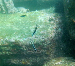 Aspidontus taeniatus