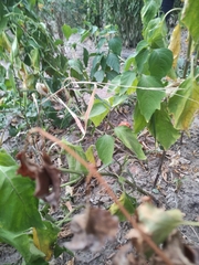 Alkekengi officinarum