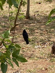 Knipolegus lophotes
