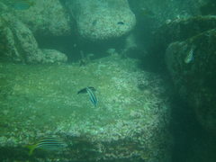 Aspidontus taeniatus