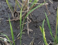Acisoma panorpoides