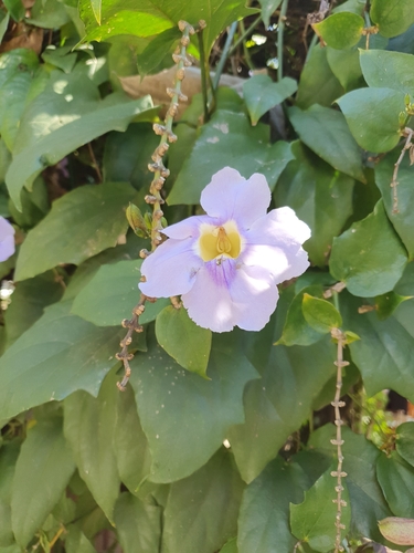 Thunbergia grandiflora