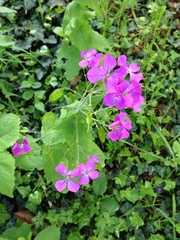 Lunaria annua