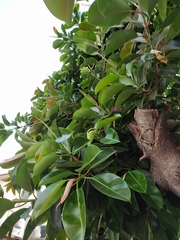 Ficus