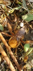 Xenoglossa angustior