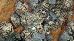 Chthamalus dentatus