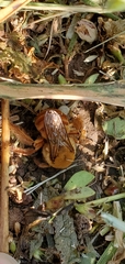 Xenoglossa angustior
