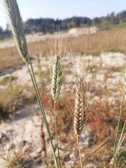 × triticosecale rimpaui