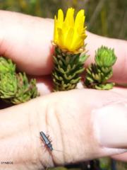 Afronycha albolateralis