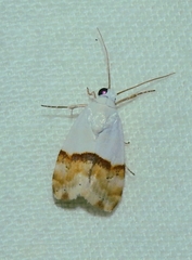 Ponometia elegantula