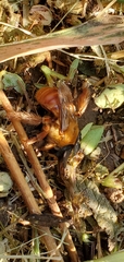 Xenoglossa angustior