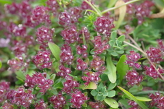 Thymus praecox polytrichus