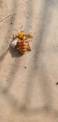 Xenoglossa angustior
