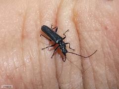 Afronycha albolateralis