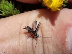 Afronycha albolateralis