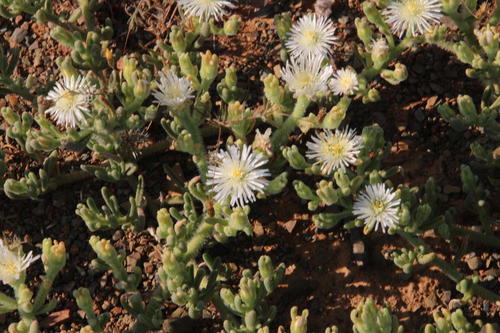 Mesembryanthemum inachabense