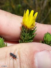 Ursinia caledonica