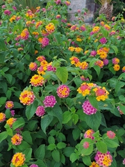 Lantana camara