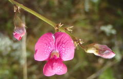 Tephrosia capensis capensis