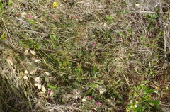 Tephrosia capensis capensis