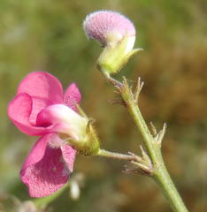 Tephrosia capensis capensis