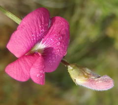 Tephrosia capensis capensis