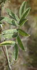 Tephrosia capensis capensis